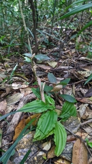 Crepidium bancanoides