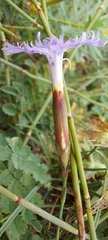 Dianthus gallicus