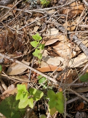 Clinopodium douglasii
