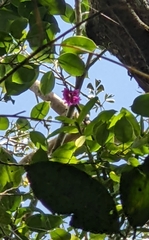 Dendrobium goldschmidtianum