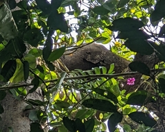 Dendrobium goldschmidtianum
