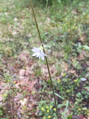 Lithophragma parviflorum