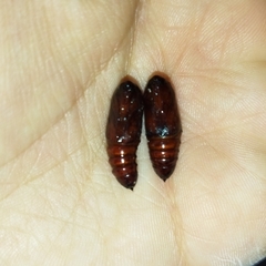 Lepidoptera