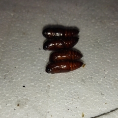 Lepidoptera