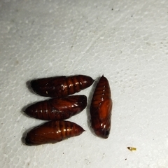 Lepidoptera