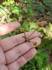 Sanicula hoffmannii