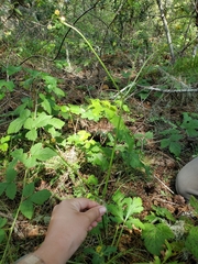 Sanicula hoffmannii