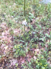 Lithophragma parviflorum