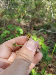 Sanicula hoffmannii