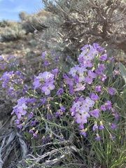 Phoenicaulis cheiranthoides