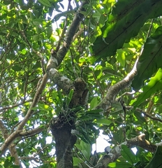 Dendrochilum uncatum