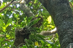Dendrochilum uncatum