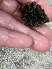 Ecteinascidia turbinata