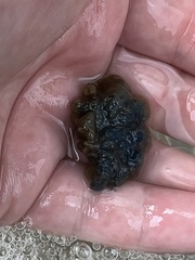 Hymeniacidon caerulea