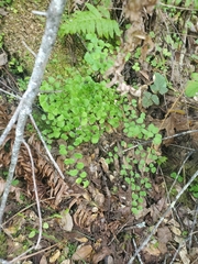 Adiantum jordanii image