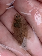 Paralichthys lethostigma