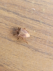 Halyomorpha halys