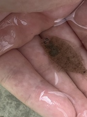 Paralichthys lethostigma