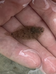 Paralichthys lethostigma