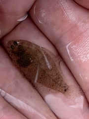 Paralichthys lethostigma