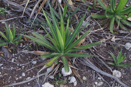 Agave lophantha