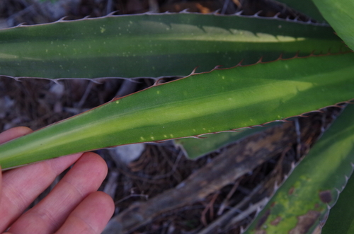 Agave lophantha