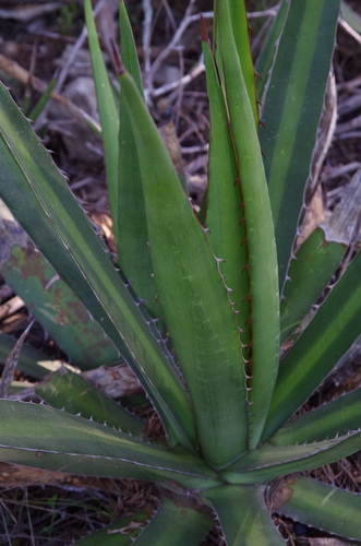 Agave lophantha