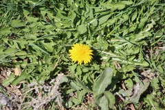 Taraxacum officinale
