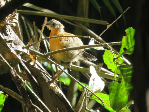 Black-throated Antbird (Myrmophylax atrothorax), photo 5
