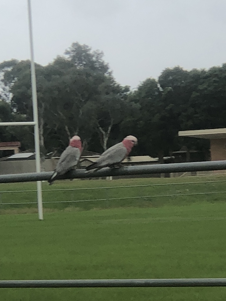 Galah from Eschol Park Sports Complex, Eschol Park, NSW, AU on March 30