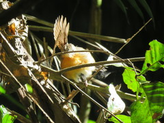 Myrmophylax atrothorax