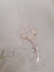 Zapteryx brevirostris