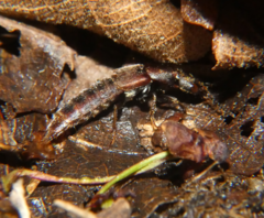 Platydracus zonatus