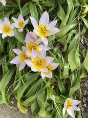 Tulipa saxatilis