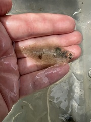 Paralichthys lethostigma