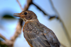 Turdus migratorius