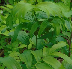 Polygonatum biflorum commutatum