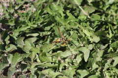 Polistes dominula