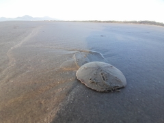 Mellita quinquiesperforata