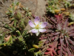 Spergularia macrotheca macrotheca