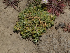 Spergularia macrotheca macrotheca