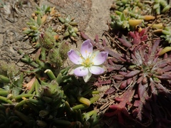 Spergularia macrotheca macrotheca