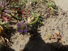 Spergularia macrotheca macrotheca