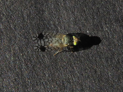 Euarestoides acutangulus