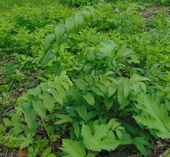 Polygonatum biflorum commutatum