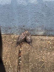 Sturnus vulgaris