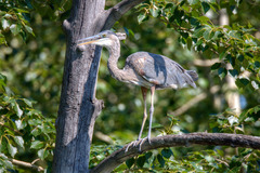 Ardea herodias herodias