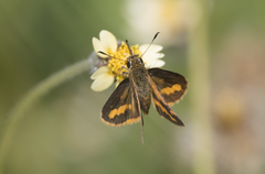 Ocybadistes flavovittata