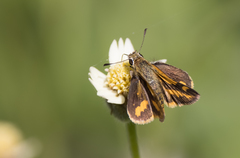 Ocybadistes flavovittata