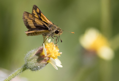 Ocybadistes flavovittata